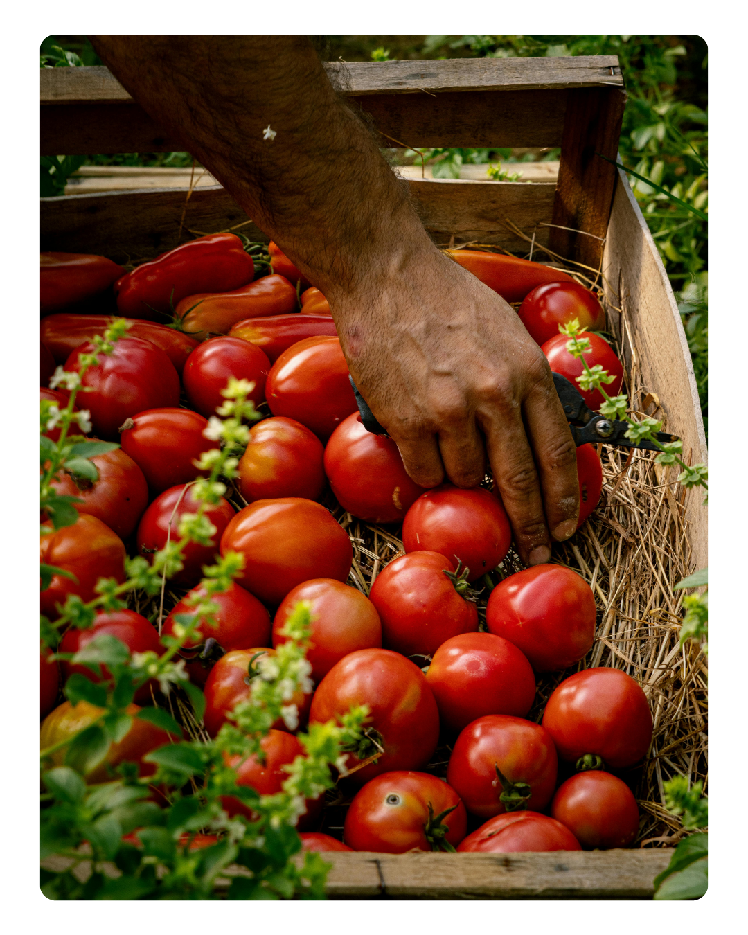 Extreme Heat and Global Agriculture (Instagram Post (45)) (1)